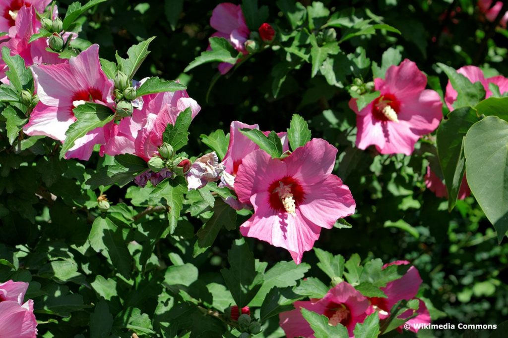 Strauch-Eibisch/Garten-Eibisch (Hibiscus syriacus)