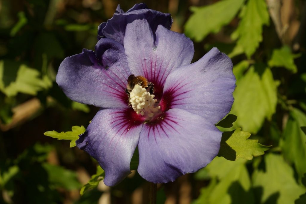 Straucheibisch - Hibiscus syriacus