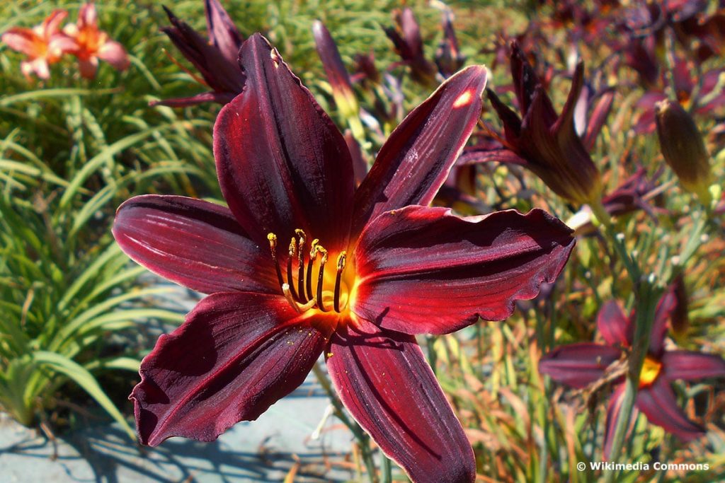 Taglilie (Hemerocallis)