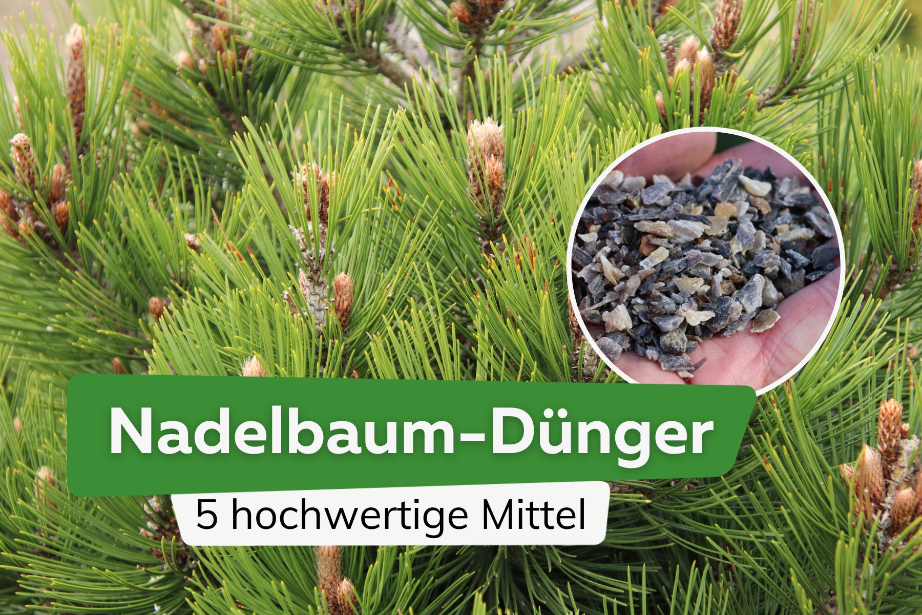 Tannendünger: 5 hochwertige Dünger für Nadelbäume