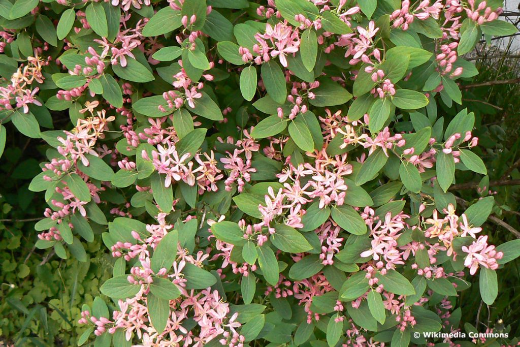 Tatarische Heckenkirsche (Lonicera tatarica)