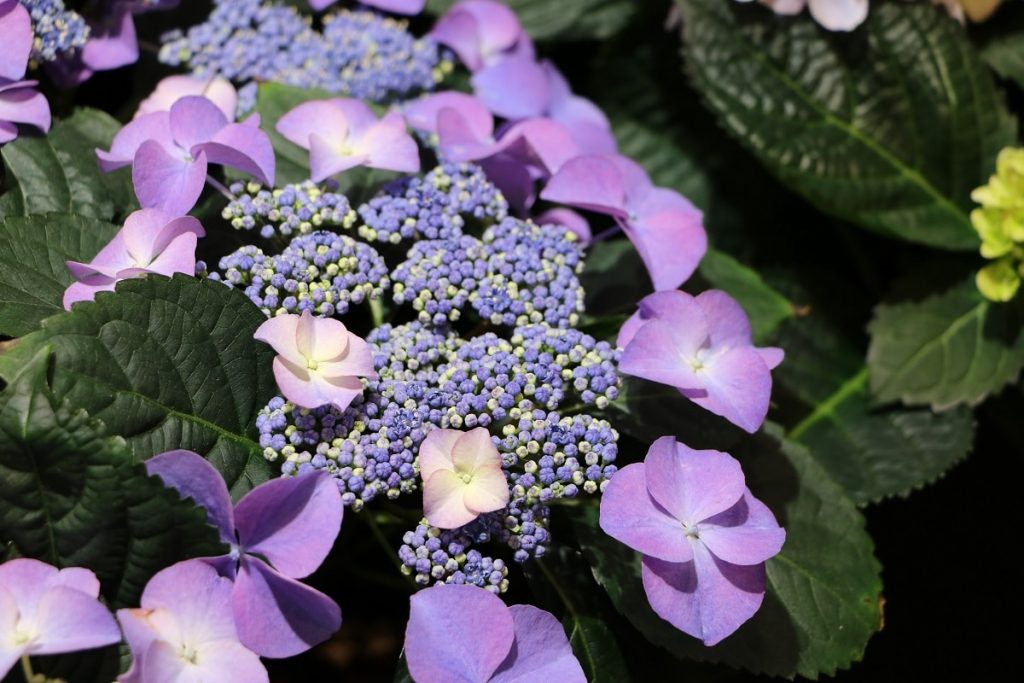 Sträucher mit lila Blüten - Hortensie