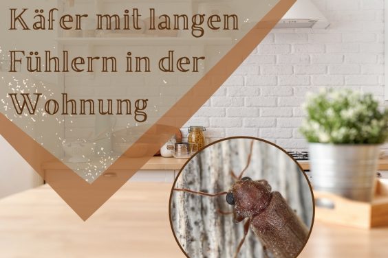 Käfer mit langen Fühlern in der Wohnung - Titel