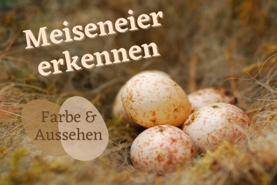 Meiseneier erkennen - Titel