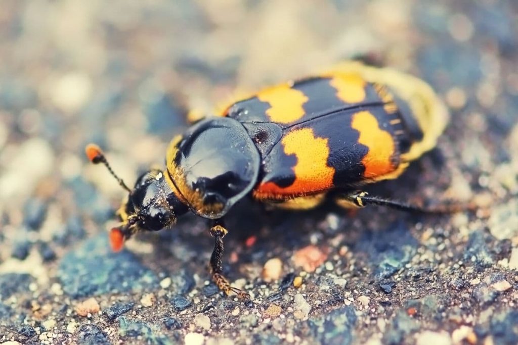 Totengräber - Nicrophorus vespillo