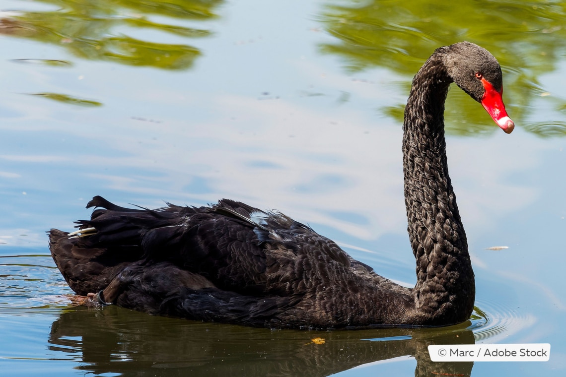 Trauerschwan (Cygnus atratus)