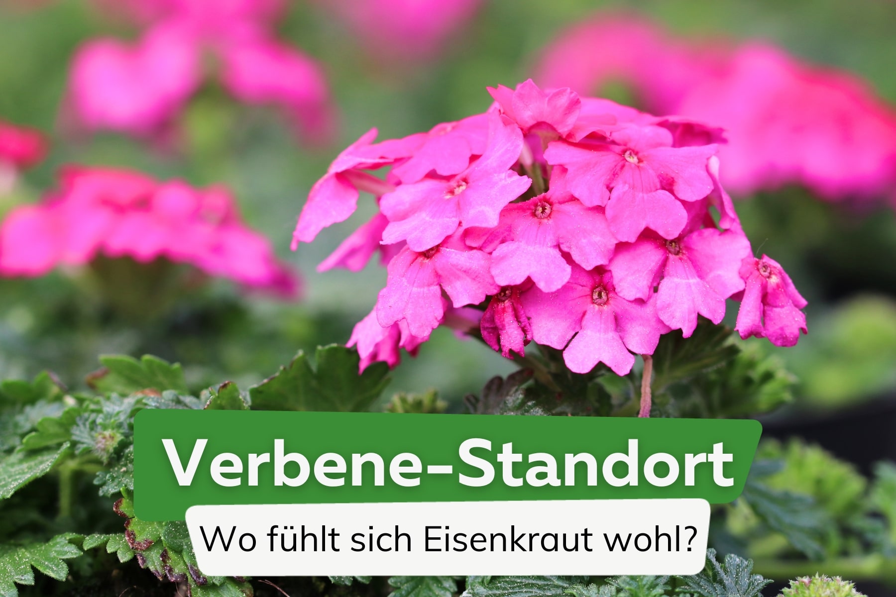 Verbene Standort: wo sich Eisenkraut wohlfühlt