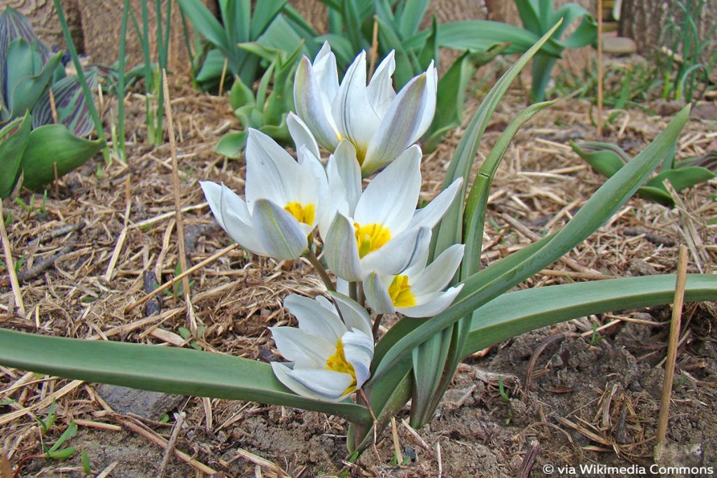 Vielfarbige Tulpe (Tulipa polychroma), Duftblumen