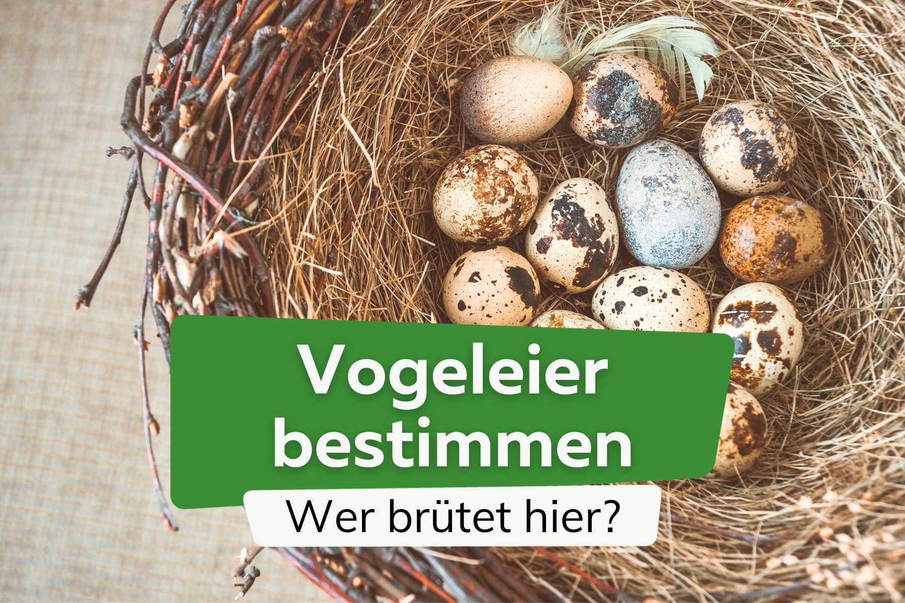 Vogeleier bestimmen: welcher Vogel brütet hier?