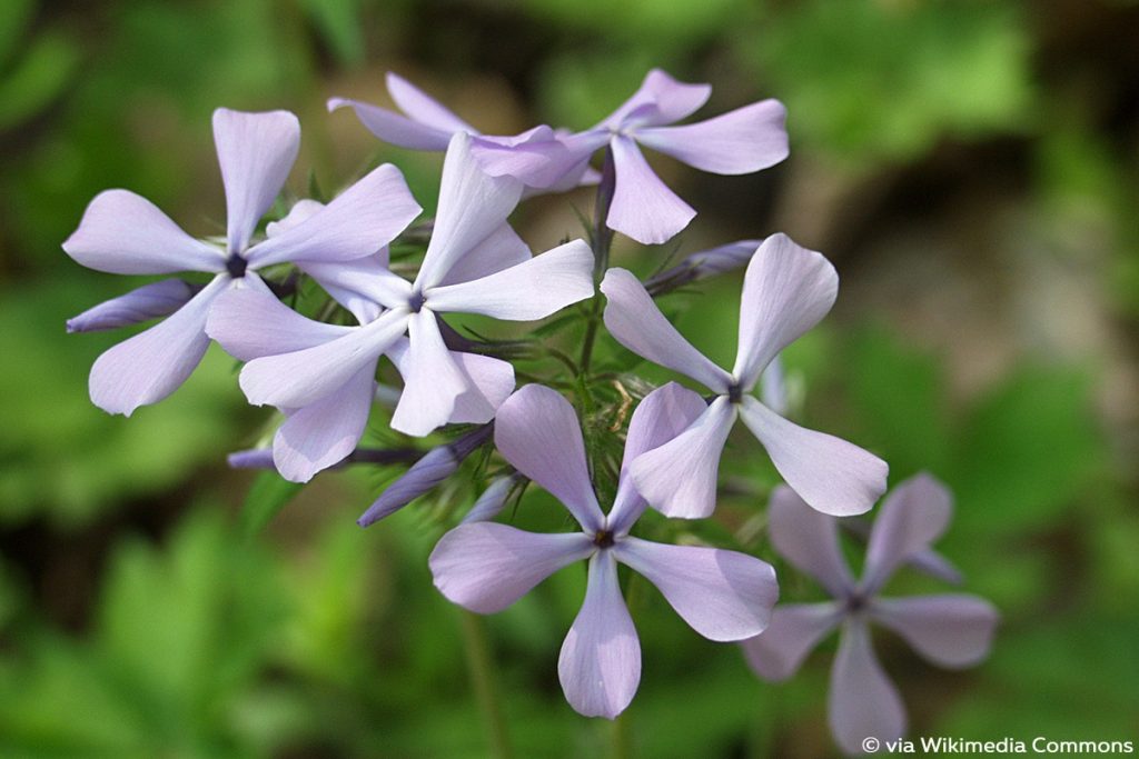 Wald-Phlox (Phlox divaricata) 'Clouds of Perfume'