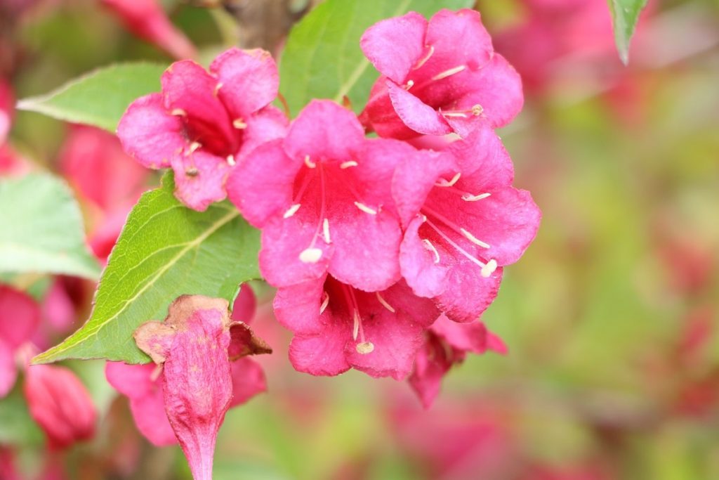 Sträucher mit roten Blüten - Weigelie 'Bristol Ruby'