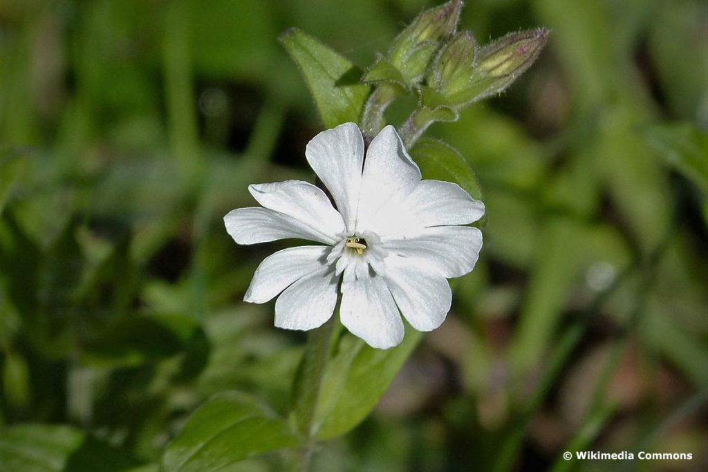 Weiße Lichtnelke (Silene latifolia)