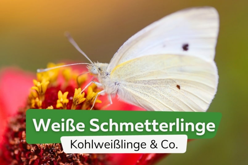 Weiße Schmetterlinge bestimmen: 9 Arten mit Bild