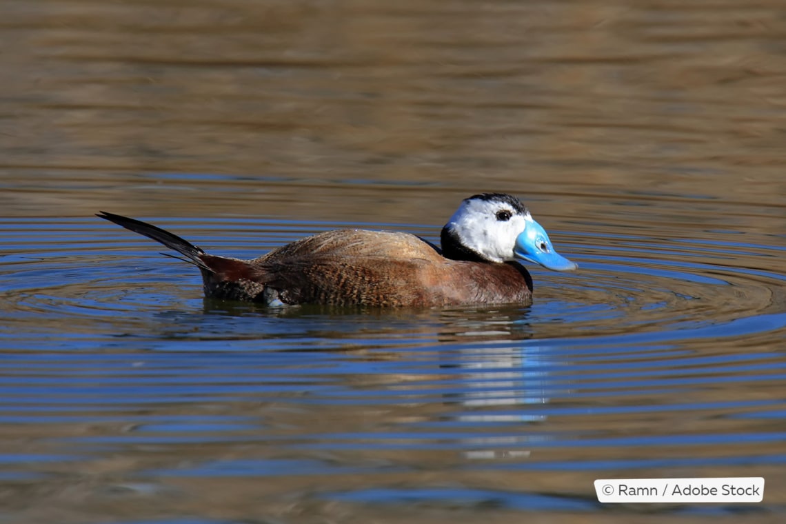 Weißkopfruderente (Oxyura leucocephala), Männchen