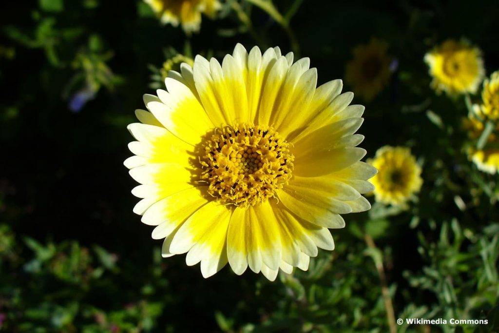 Weißspitzchen (Layia platyglossa)