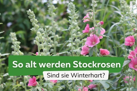 Wie alt werden Stockrosen? Sind sie winterhart?