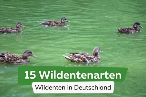 Wildenten in Deutschland, Stockente (Anas platyrhynchos)