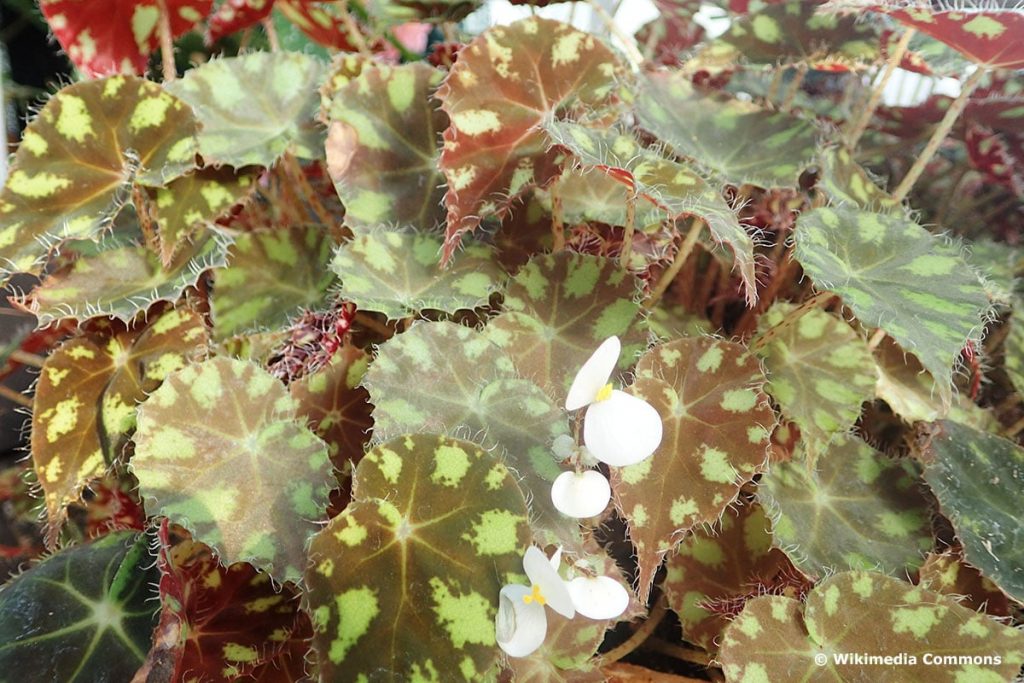 Wimpern-Begonie (Begonia bowerae), Begonienarten