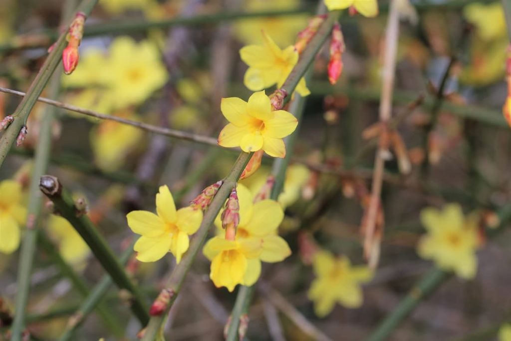 Winterjasmin - Jasminum nudiflorum