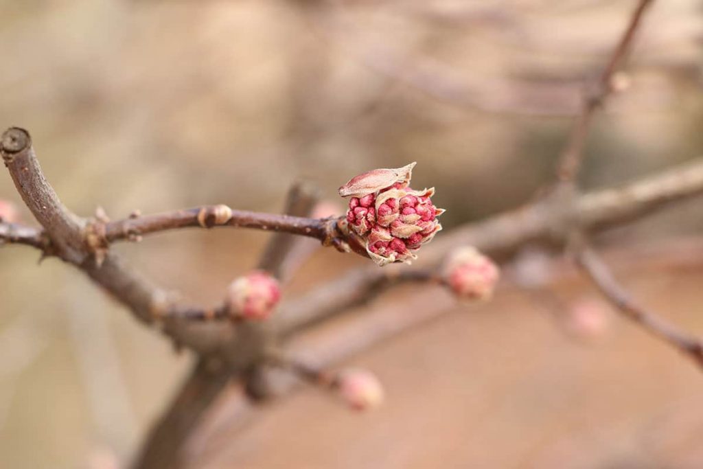 Winterschneeball - Viburnum bodnantense