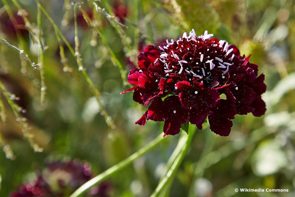 Witwenblume "Black Knight" (Scabiosa atropurpurea "Black Knight")