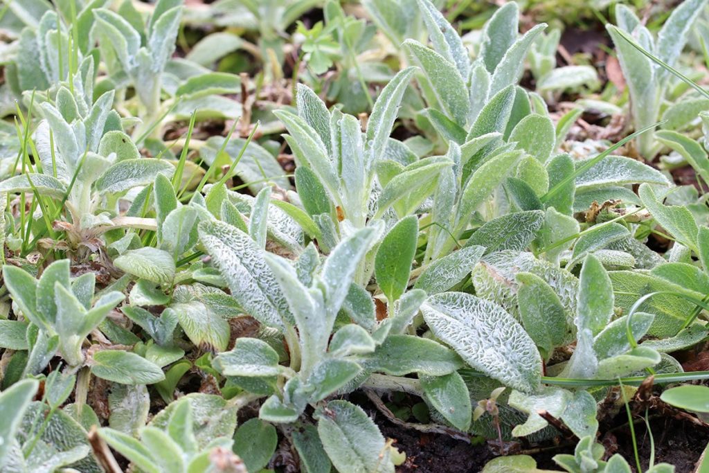 Woll-Ziest (Stachys byzantina). Pflanzen für viel Sonne