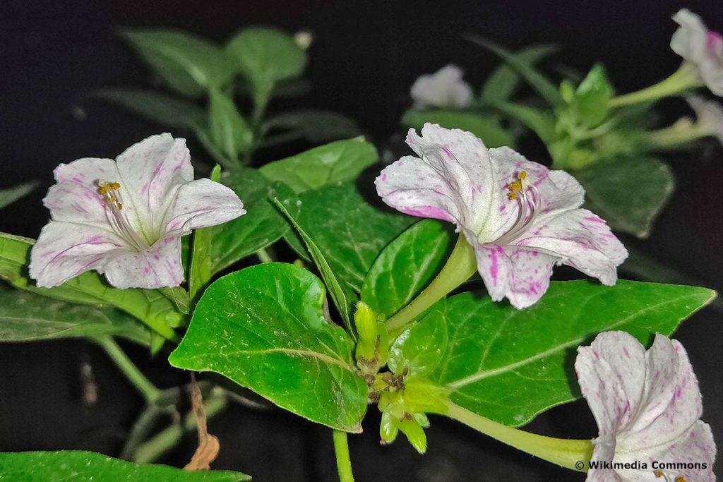 Wunderblume (Mirabilis jalapa), Duftblume