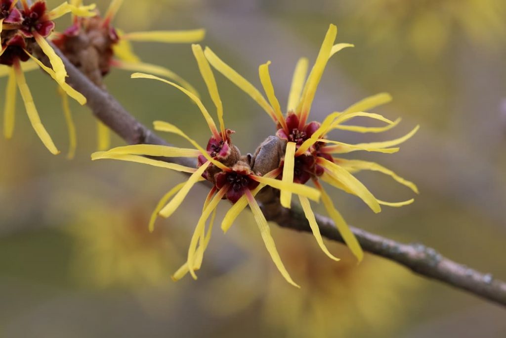 Sträucher mit gelben Blüten - Zaubernuss