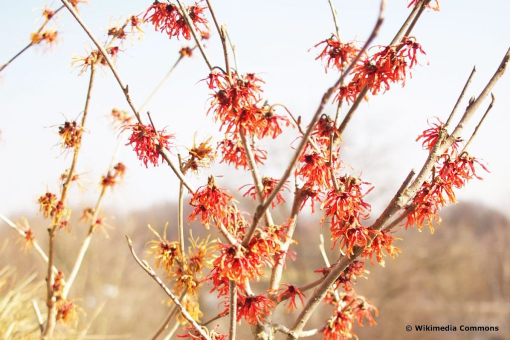 Hamamelis x intermedia 'Rubin'