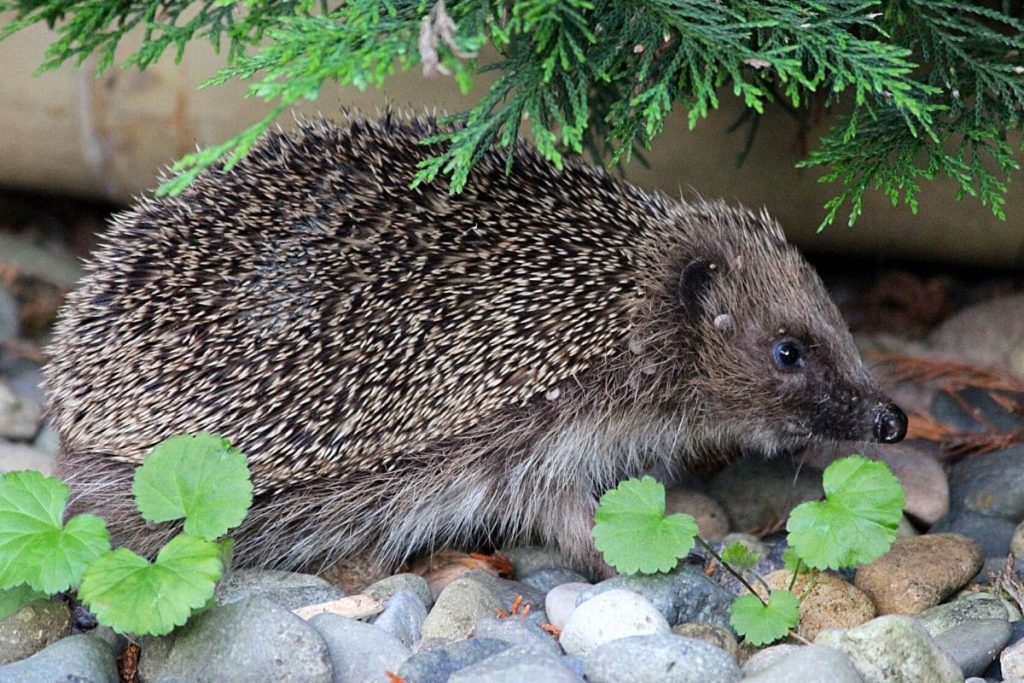 Geräusche in der Nacht - Igel (Erinaceus europaeus)