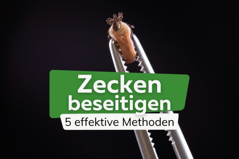 Zecken töten und entsorgen: 5 sichere Methoden