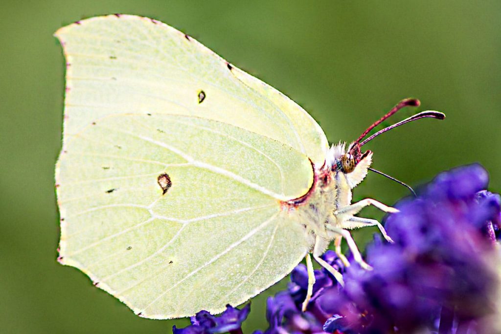 Zitronenfalter (Gonepteryx rhamni)