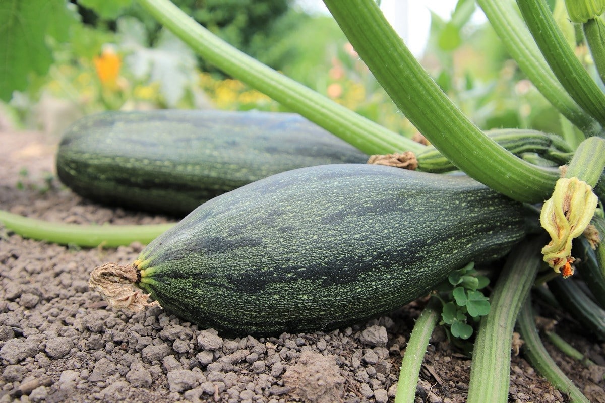 Buschbohnen Nachbarn: Zucchini