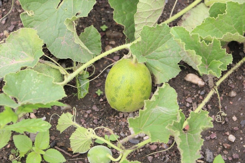 Zuckermelone wächst rankend am Boden