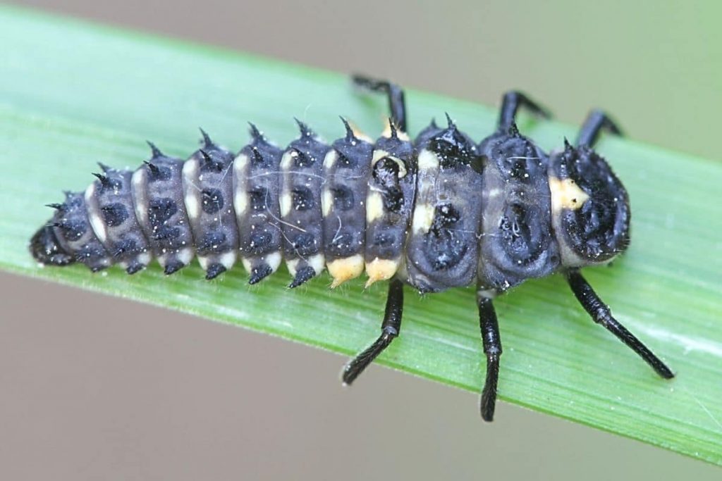 Larve des Zweipunkt-Marienkäfers (Adalia bipunctata)