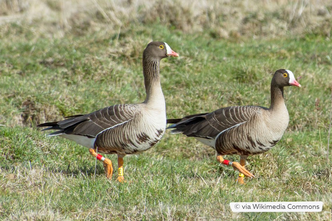 Zwerggans (Anser erythropus)