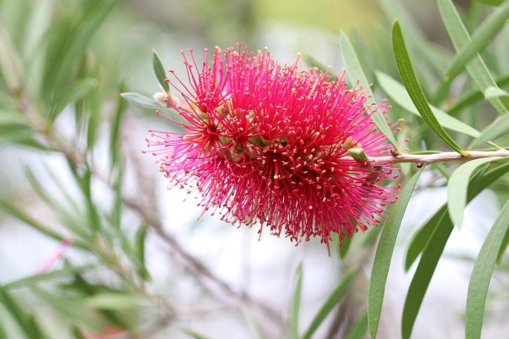 Karminroter Zylinderputzer - Callistemon citrinus