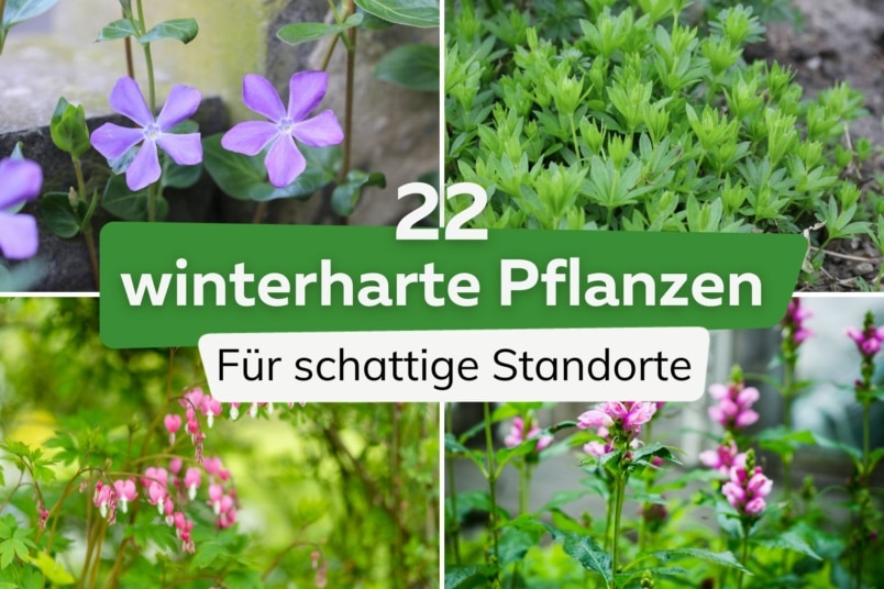 22 winterharte Pflanzen für schattige Standorte