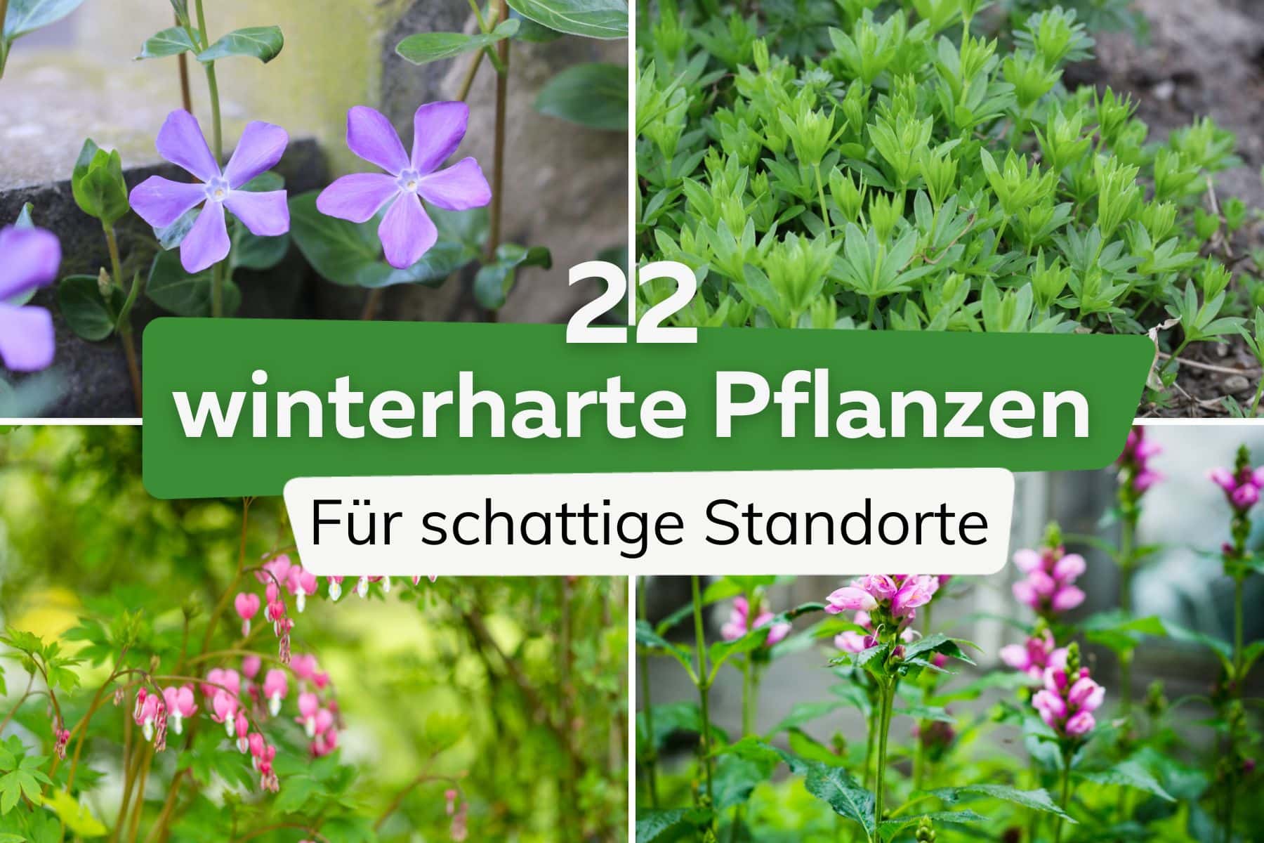 22 winterharte Pflanzen für schattige Standorte