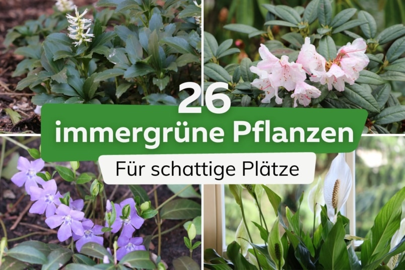 26 immergrüne Pflanzen für schattige Plätze