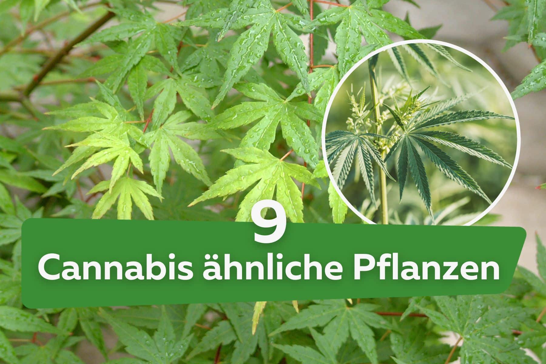 9 Hanf/Cannabis ähnliche Pflanzen mit Bild