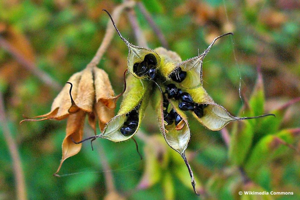 Aquilegia vulgaris