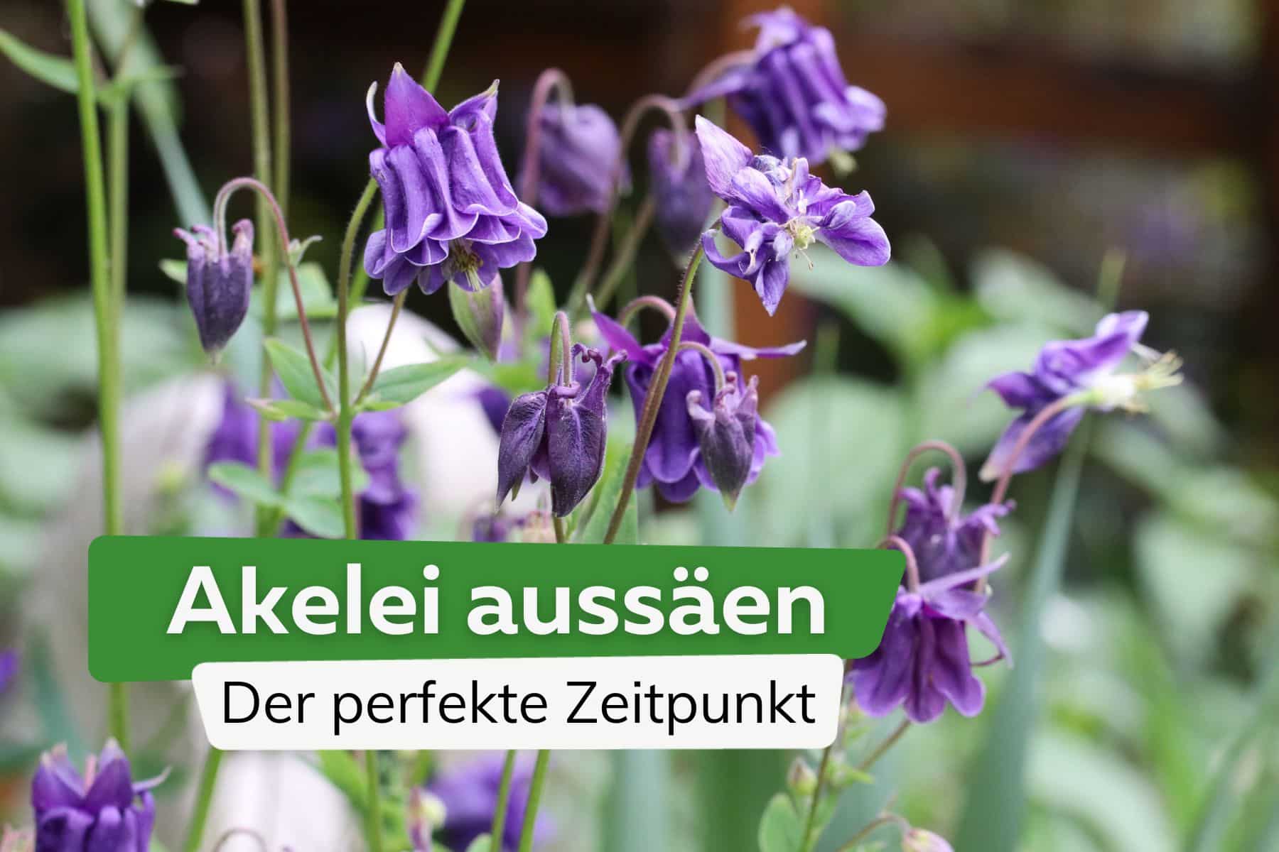 Akelei aussäen in 4 Schritten | Perfekter Zeitpunkt