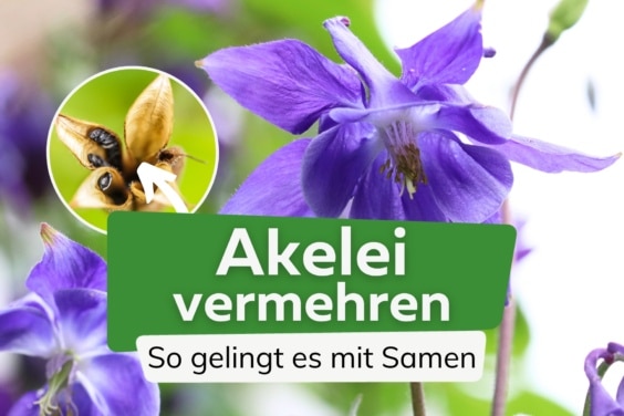 Akelei durch Samen vermehren: so gelingt es