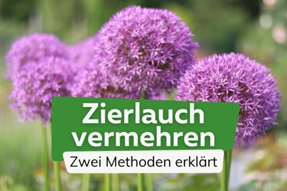 Allium vermehren: Zierlauch selbst ziehen