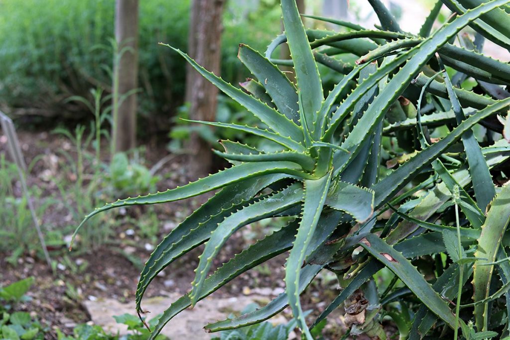 Aloe ferox