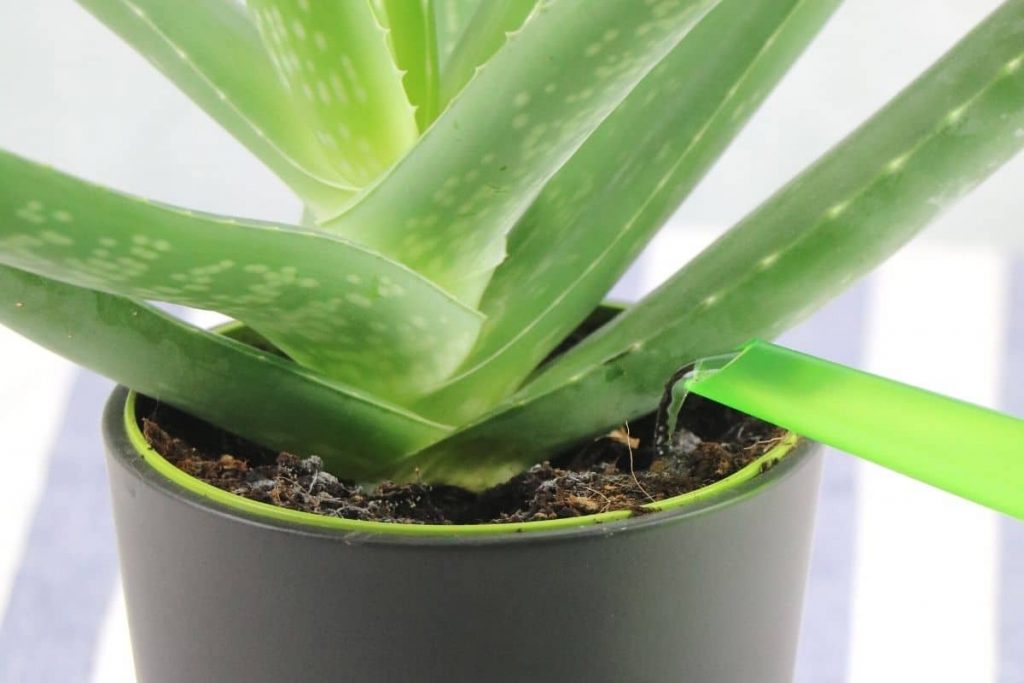 Aloe vera gießen