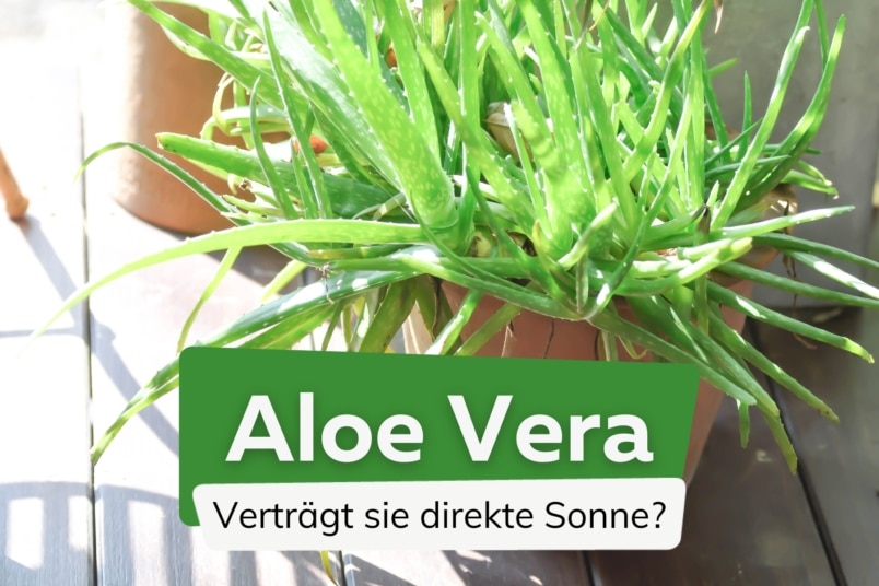 Verträgt Aloe vera direkte Sonne?