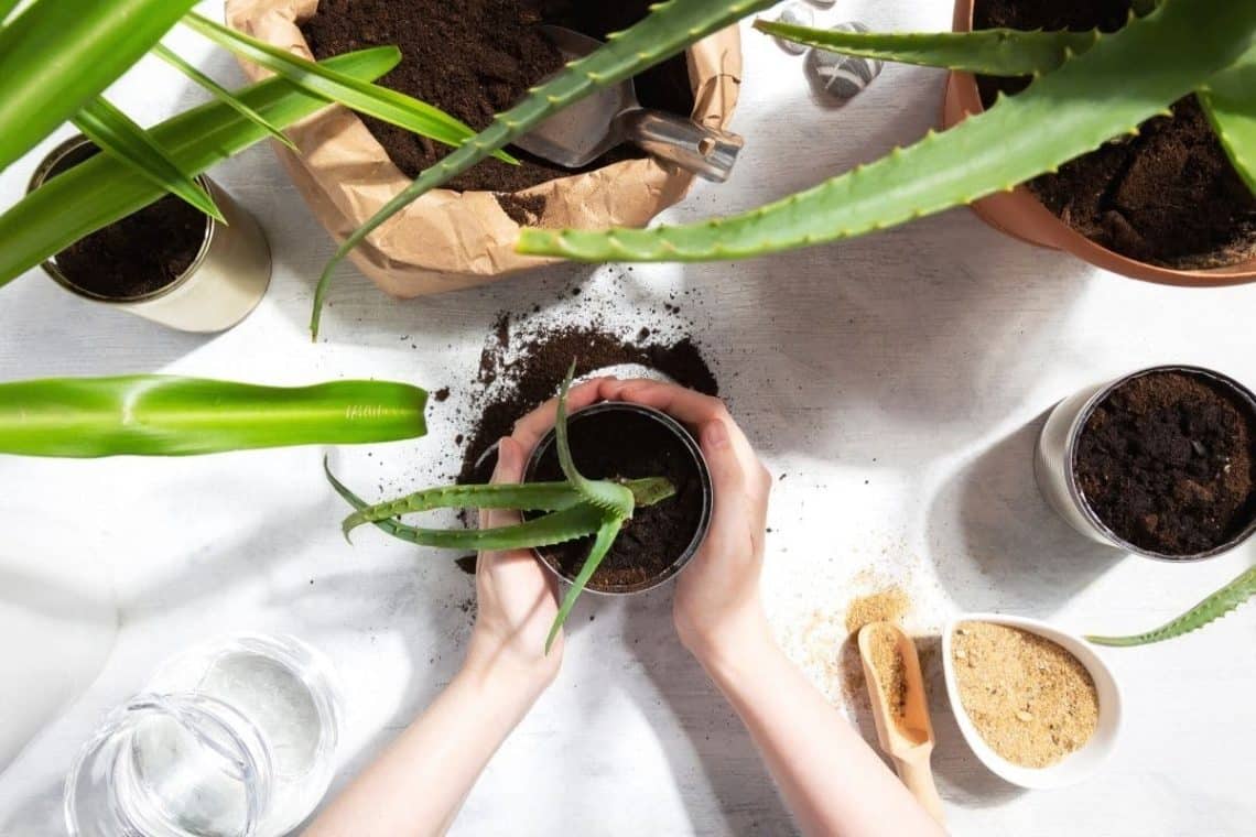 Erde für Aloe vera mischen