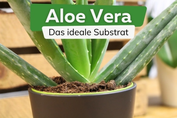 Aloe vera Erde: 5 wichtige Kriterien